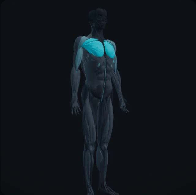 3D muscle atlas and 900+ exercises — completely free.